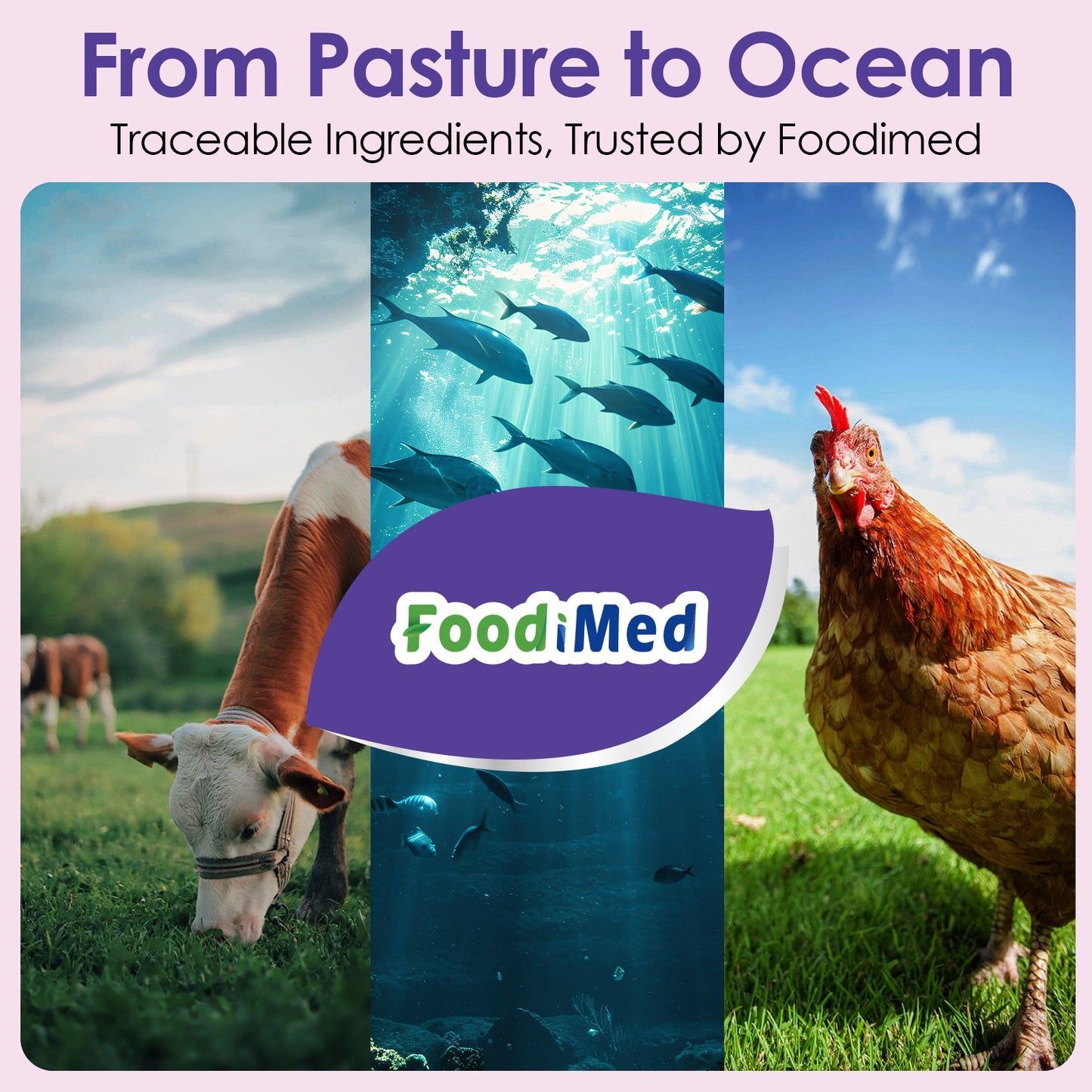 Multi Collagen Peptides Powder, Hydrolyzed Collagen with Vitamin C